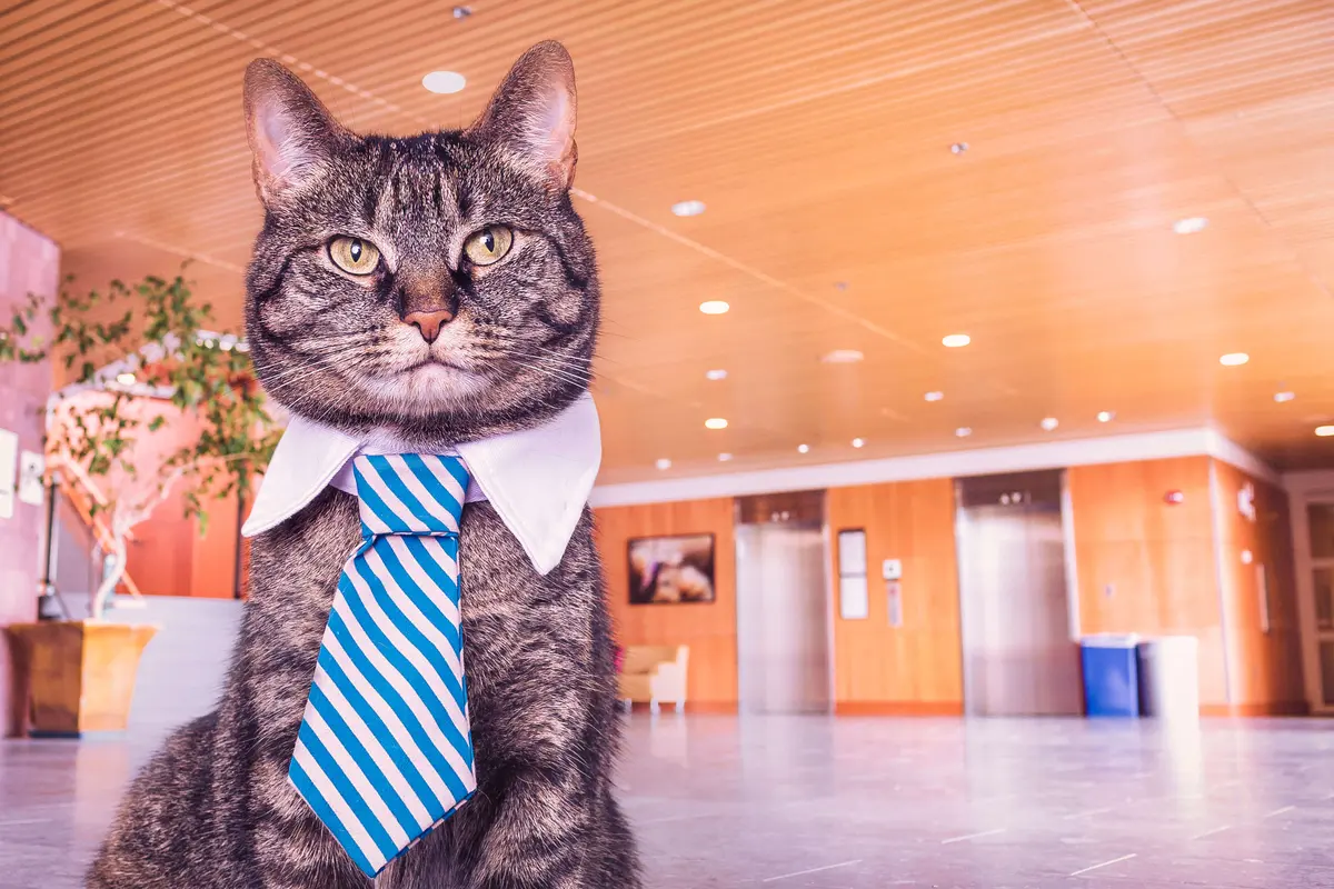 6 Questions to ask when hiring an assistant - Gratisography 326h