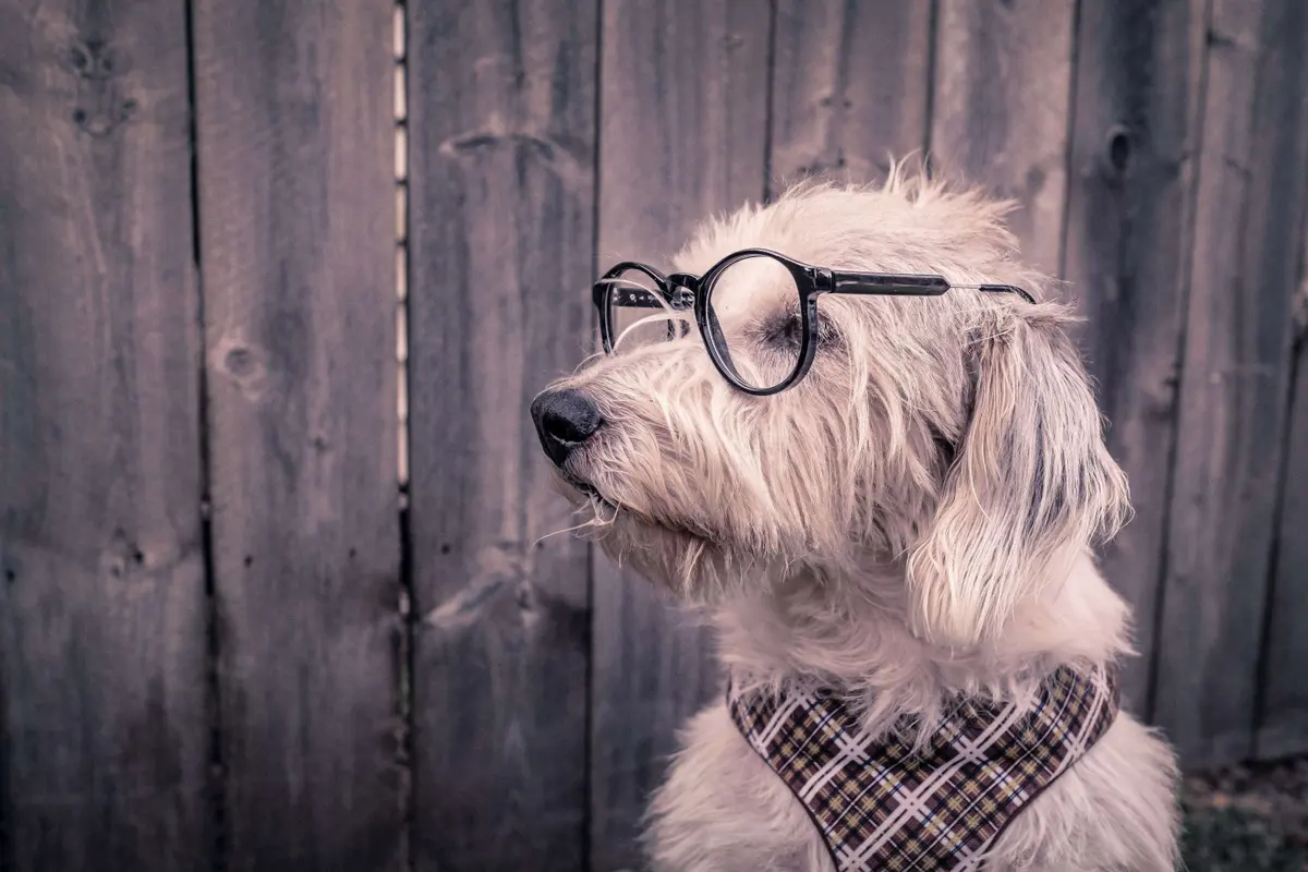 Stop Making Excuses Not to Hire an Assistant - gratisography